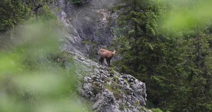 4k video of a Carpathian chamois sits on a rock peak in a mountain forest.