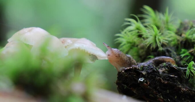 A closeup 4k video of a slug eating a white mushroom.A common mushroom growing out of a layer of moss and grass.