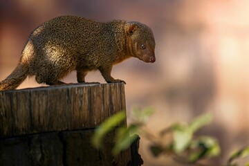 Close-up of a mongoose standing on a tree stump with a blurred background.