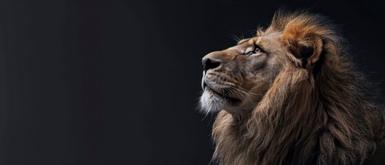 Naklejka premium lion stands against the black backdrop, its gaze away, symbolizing the tranquil power of the night