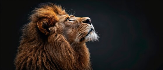 lion stands against the black backdrop, its gaze away, symbolizing the tranquil power of the night