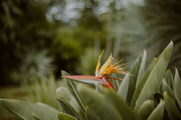 Obraz premium Madeira, strelitzia
