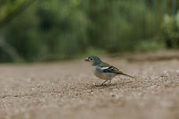 Madeira finch