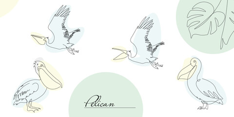Fototapeta premium exotic bird pelican, contour linear drawing