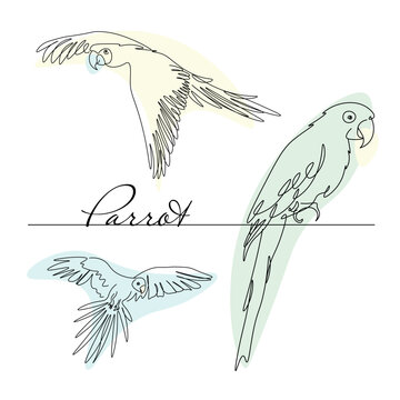 Collection of tropical parrots. Vector isolated elements on white background. Line drawing.
