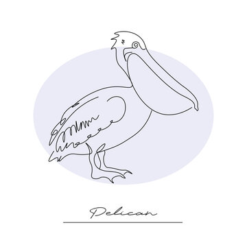 exotic bird pelican, contour linear drawing