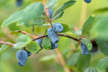 Blue honeysuckle berry in the garden, planting concept