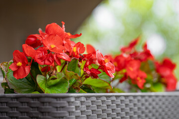 Home gardening, red flower begonia in a flower pot outside