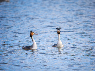 Great Crested Grebe Mirroring During Courtship