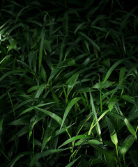 Green grass at night