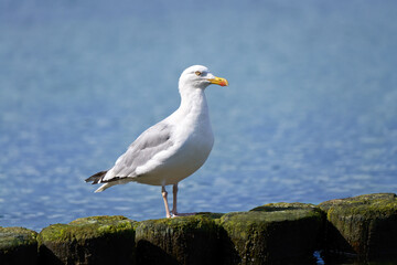 Silbermöwe (Larus argentatus) steht auf hölzernen Buhnen mit Grünbelag vor blauem Meer - Usedom, Ostsee, Deutschland