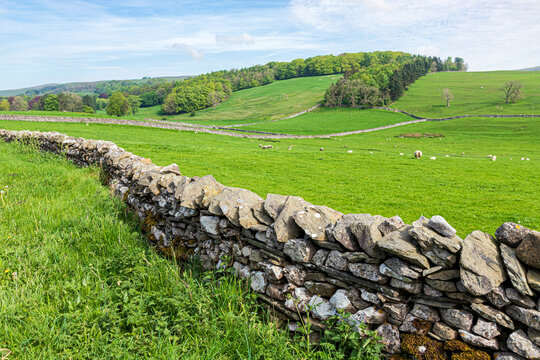 Dry stone walls and sheep grazing on an old field system on the Pennines near the village of Clapham, North Yorkshire, England UK