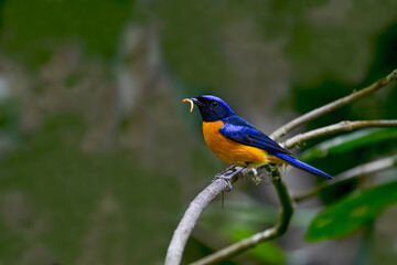 Red-bellied niltava male carrying wormmeal meal on tree branch (niltava sundara)