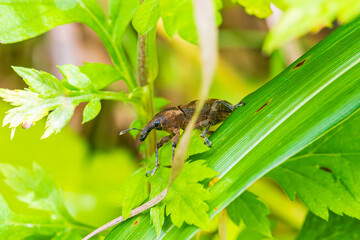 ヨモギの葉に留まるハスジカツオゾウムシ