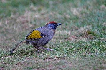 Bird (Chestnut-crowned Laughingthrush) , Thailand