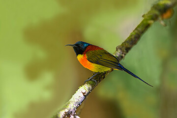 Naklejka premium Male Green-Tailed Sunbird (Aethopyga nipalensis) sitting on tree branch. Also known as the yellow-backed sunbird of Nepal. Seen from the side.