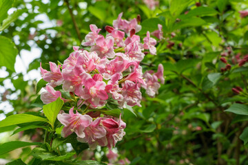 Flowering Weigela hybrida Rosea. White and pink weigela flowers on blurry green background. Flower landscape for nature wallpaper. Close-up selective focus