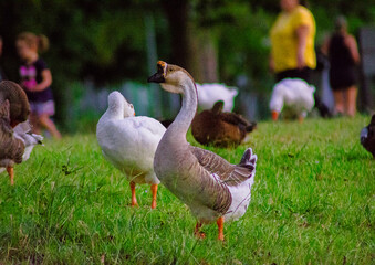 Patos 