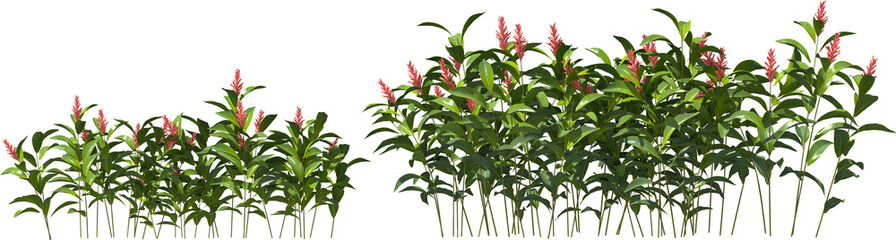 red ginger hq arch viz cutout plants