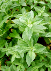 Fresh green mint in the ground. 