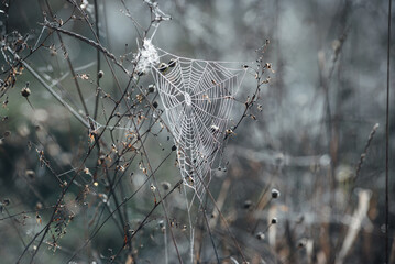 Intricate spider web with dew drops captured on a misty morning, showcasing nature's delicate...