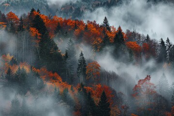 A path passing through a forest grove. A haze in the forest on a hill. The spring period in the forest. The atmosphere of the spring forest and cloudy weather.