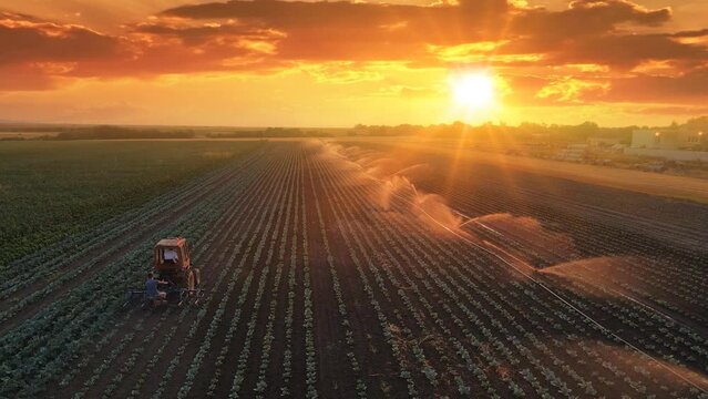Aerial view drone shot of irrigation system on agricultural cabbage field and farmers with tractor working at sunset helps to grow plants in the dry season. Beautiful sunny landscape rural scene