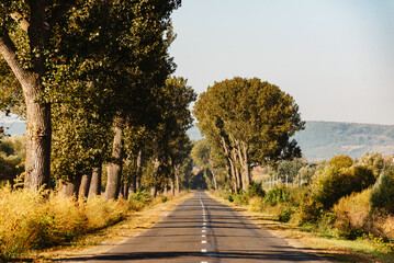 A serene treelined country road, illuminated by sunlight, perfect for a peaceful drive through nature