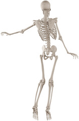 skeleton posing 3d render illustration with transparent background