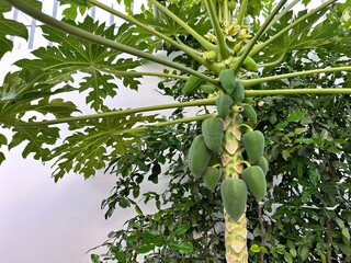 Papaya Tree with Unripe Green Papayas