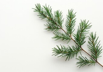 Obraz premium A group of pine needles on a white background.