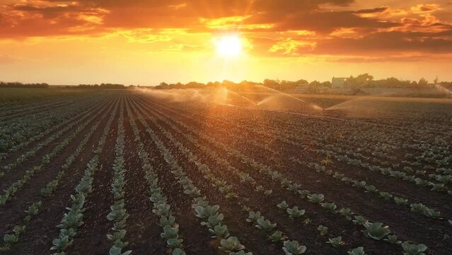 Aerial view drone shot of irrigation system on agricultural cabbage field at sunset helps to grow plants in the dry season. Beautiful sunny landscape rural scene