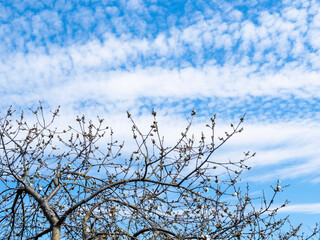 flowering old tree and white clouds in blue sky