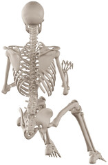 skeleton posing 3d render illustration with transparent background