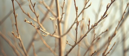 The Blurry Beauty of a Tree Branch