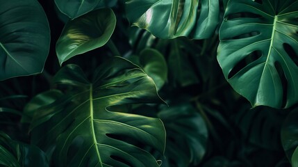 Dark green tropical leaves in low light. Jungle and rainforest concept. Design for botanical prints, eco-friendly products, and nature-inspired decor. Close-up view with copy space.