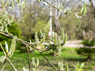 blossoming catkins on sallow branches in spring