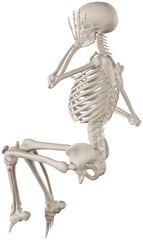 skeleton posing 3d render illustration with transparent background