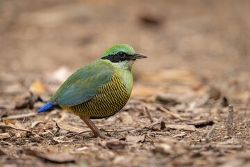 Bar-bellied Pitta in the Cat Tien National Park