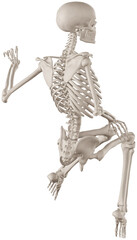 skeleton posing 3d render illustration with transparent background