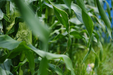 トウモロコシ畑のイメージ風景
