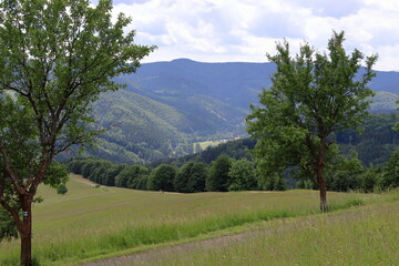 A tree with a tourist sign in the foreground. View of the landscape, meadows, forests and mountains. The tourist area of ​​the Beskydy Mountains in the Czech Republic.
