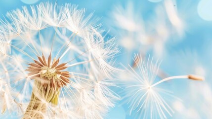 Dandelion seeds silhouetted on vibrant blue sky with soft bokeh  capturing wispy details