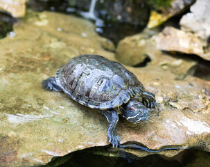 brown turtle walking on a stone near the water 