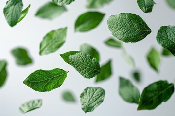 Fototapeta premium Fresh Green Tea Leaves