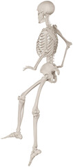 skeleton posing 3d render illustration with transparent background