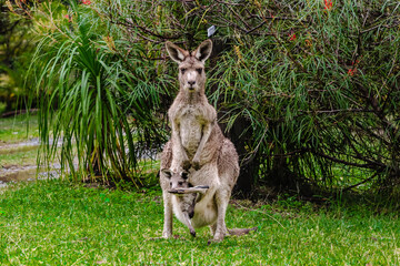 wild momma kangaroo with a pup inside her pouch 