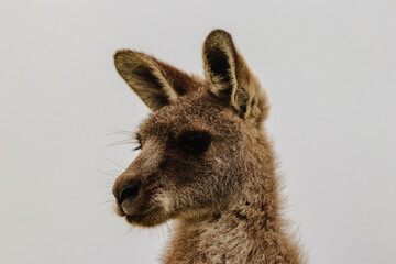Fototapeta premium wallaby's portrait (taken on Look At Me Now headlands)