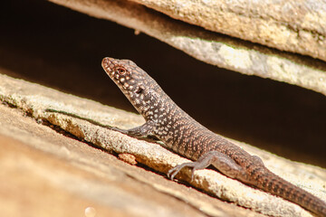 lizard from Ku-Ring-Chase national park