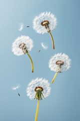 Obraz premium Dandelion seeds floating on gentle blue background with bokeh effects, creating a serene visual